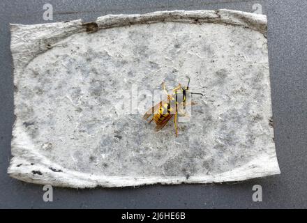 Guêpe, vespa crabro, collée Banque D'Images
