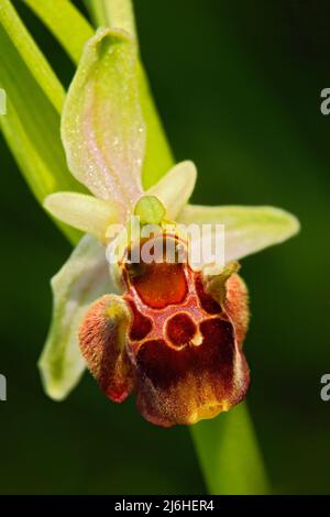 Orchidée d'araignée tardive, Ophrys holosericea, orchidée terrestre européenne, habitat naturel, détail de la fleur, fond clair de couleur, République tchèque Banque D'Images