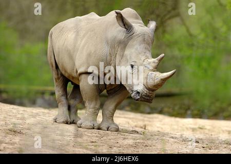 Rhinocéros blancs, Ceratotherium simum, avec grand cornes, Afrique Banque D'Images
