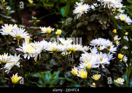 Gros plan fleurs de Chrysanthemum . Fleurs blanches dans le jardin . Cette fleur pousse en hiver et aime le temps froid . c'est une sorte de fleur asiatique Banque D'Images