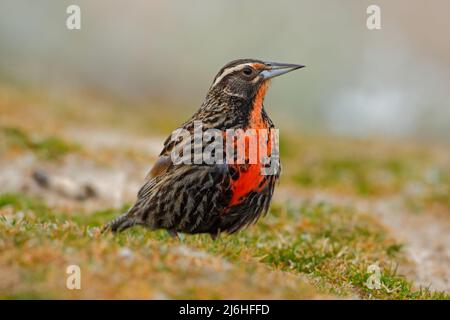 Meadowlark à queue longue, Sturnella loyca falklandica, île Saunders, îles Falkland Banque D'Images