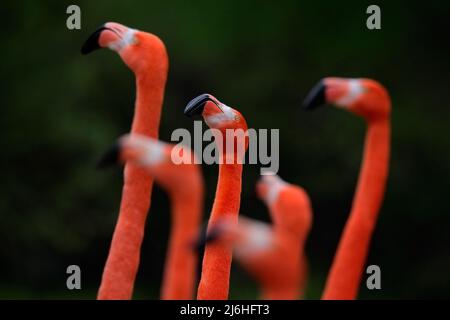 Troupeau de flamants chiliens, Phoenicopterus chilensis, grand oiseau rose avec long cou, dansant dans l'eau, animal dans l'habitat naturel, Chili, Sou Banque D'Images