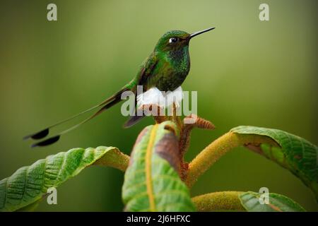 Raquette à queue, Ocreatus underwoodii, colibri rare de l'Equateur, oiseau vert assis sur une belle fleur, scène d'action dans la forêt tropicale, an Banque D'Images