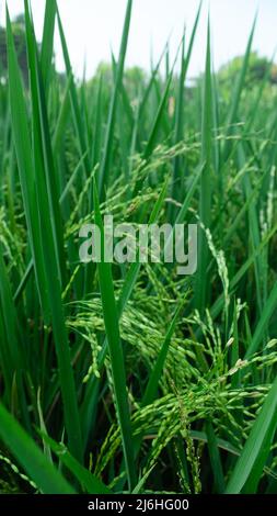 Les plantes de paddy sont cultivées avec des coccinelles qui perclées sur les feuilles de riz Banque D'Images