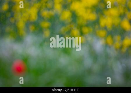 Un seul (un, 1) coquelicot commun (papaver rhoeas) agit comme un point rouge sur un bord de champ de canola en raison de flou (résumé) Banque D'Images