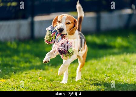 Le chien Beagle s'entête vers l'appareil photo avec un jouet coloré. Banque D'Images