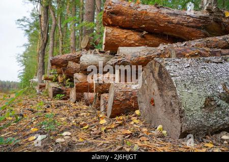 Les grumes coupées se trouvent dans la forêt Banque D'Images