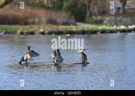 Cormorans (Phalacrocorax carbo) reposant et dessèchant leurs plumes sur une bûche après avoir pêché dans le lac, les oiseaux visitent souvent les eaux autour du SIH Banque D'Images