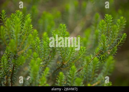 Flore de Ténérife - Erica arborea, arbre chiné Banque D'Images