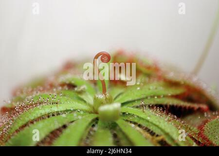 Fleur en spirale provenant d'une plante carnivore Drosera aliciae plante macro gros plan, plante collante en rosette Banque D'Images