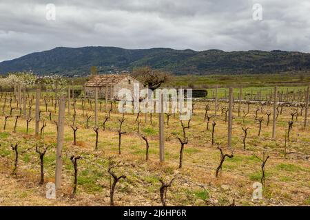 Ancienne grange agricole dans le vignoble de printemps. Agriculture Adriatique. Banque D'Images