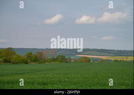 Au printemps, dans le Kent, les cultures commencent à s'élever et les collines de North Downs entourent les terres agricoles d'Aylesford et d'Eccles menacées par les promoteurs. Kent, Angleterre Banque D'Images