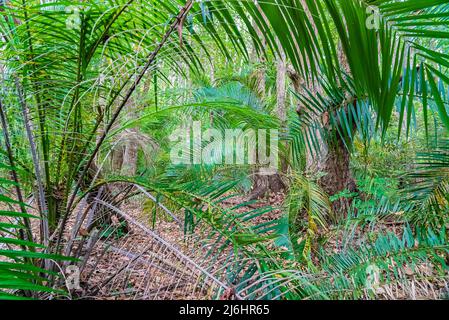 Forêt tropicale de Zanzibar Jozani. Zone de conservation de la baie de Jozani-Chwaka, Tanzanie, Afrique Banque D'Images