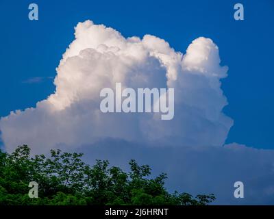 Soleil au sommet de l'immense nuage de pluie, Cumulus congestus, dans le ciel bleu au-dessus des arbres en début de soirée Banque D'Images