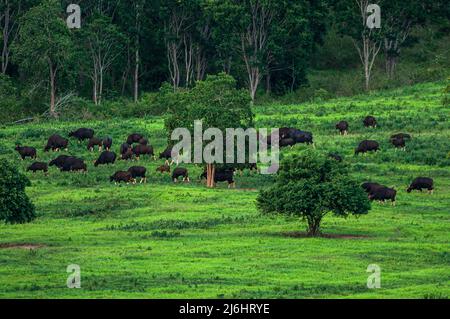 Un troupeau de bisons, de taureaux, de vaches et de veaux de Gaur ou d'Indiens se broute sur les prairies vertes pendant la saison des pluies. Parc national de Kui Buri, Thaïlande. Banque D'Images