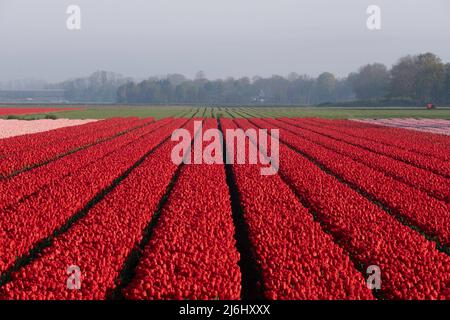 Rangées de tulipes de différentes couleurs dans un champ de tulipes au printemps aux pays-Bas Banque D'Images