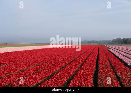 Rangées de tulipes de différentes couleurs dans un champ de tulipes au printemps aux pays-Bas Banque D'Images
