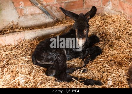 Un âne de bébé sur le foin dans une ferme Banque D'Images