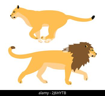 Lion plat vectoriel et lioness isolés sur fond blanc Illustration de Vecteur