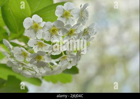 Fleurs de Spiraea Vanhouttei ou fleurs de couronne de mariée Banque D'Images