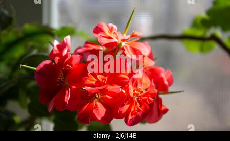 Magnifique pélargonium rouge fleuri sur le rebord de la fenêtre. Banque D'Images