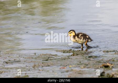 Carrigaline, Cork, Irlande. 02nd mai 2022. Un vieux caneton de deux jours qui recherche de la nourriture sur la rive d'un étang local au parc communautaire de Carrigaline, Co. Cork, Irlande. - Crédit; David Creedon / Alamy Live News Banque D'Images