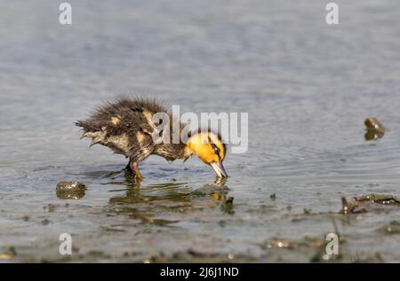 Carrigaline, Cork, Irlande. 02nd mai 2022. Un vieux caneton de deux jours qui recherche de la nourriture sur la rive d'un étang local au parc communautaire de Carrigaline, Co. Cork, Irlande. - Crédit; David Creedon / Alamy Live News Banque D'Images