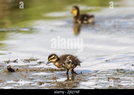 Carrigaline, Cork, Irlande. 02nd mai 2022. Un vieux caneton de deux jours qui recherche de la nourriture sur la rive d'un étang local au parc communautaire de Carrigaline, Co. Cork, Irlande. - Crédit; David Creedon / Alamy Live News Banque D'Images