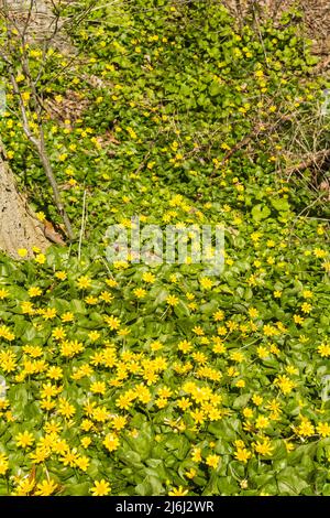 Tapis dense de la petite Celandine surpassant les espèces indigènes en compétition dans une plaine inondable. Banque D'Images