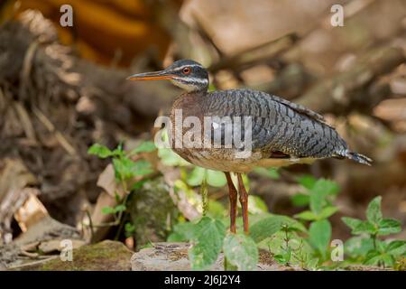 Sunbittern - Eurypyga hélias, oiseau tropical spécial des forêts d'Amérique centrale et du Sud, Équateur. Banque D'Images