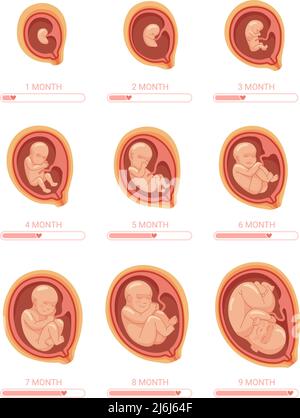 Stades fœtaux. Stade de croissance embryon, processus de développement du fœtus 1 9 mois grossesse semaine bébé, utérus sain enceinte, anatomie humaine enfant, illustration vectorielle. Embryon et utérus, développement de la grossesse Illustration de Vecteur