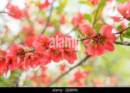 Chaenomeles fleurs. Bague à fleurs printanières. Banque D'Images