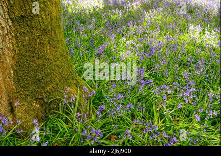 La base d'un arbre mûr entouré de cloches dans un bois à la périphérie de Billingshurst à West Sussex, Angleterre. Banque D'Images