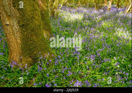 La base d'un arbre mûr entouré de cloches dans un bois à la périphérie de Billingshurst à West Sussex, Angleterre. Banque D'Images