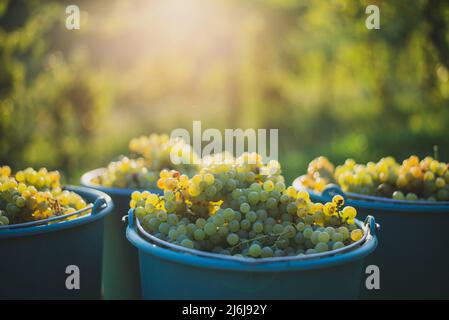 Seau de raisins pendant la cueillette dans le vignoble. Raisins de vigne dans le seau à la saison de récolte, Hongrie Banque D'Images