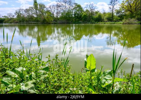 Végétation printanière par un barrage avec eau douce et réfléchissante, une partie de la rivière Arun près de Billingshurst dans West Sussex, Angleterre. Banque D'Images