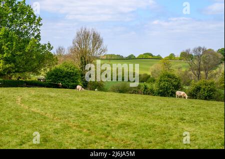 Quelques moutons paître dans un champ de campagne agricole avec des pâturages et des bois sur de douces collines ondoyantes près de Bilingshurst dans l'ouest du Sussex, en Angleterre. Banque D'Images