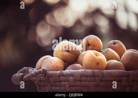 Les abricots mûrs sur fond flou. Les abricots sur le panier avec bokeh naturel fond coucher de soleil. Frais divers fruits d'été. Les abricots mûrs et savoureux. Banque D'Images