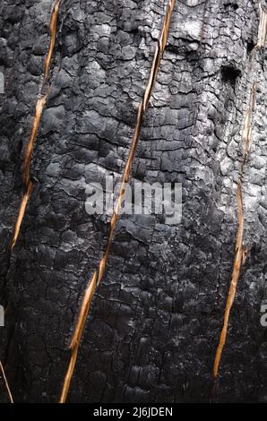 Gros plan du tronc rouge de l'arbre brûlé. Fissures de couleur claire sur une pièce de bois noir charré. Texture du tronc d'arbre brûlé Banque D'Images