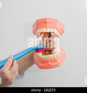 Un dentiste en manteau blanc tient une maquette d'une mâchoire avec des dents en gros plan. Montre comment vous brosser les dents avec une brosse à dents. Le concept de tee sain Banque D'Images