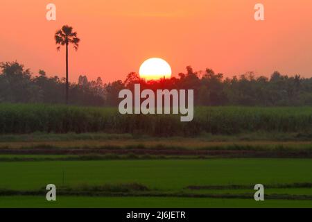 scène rurale, magnifique coucher de soleil sur le paddy field Banque D'Images