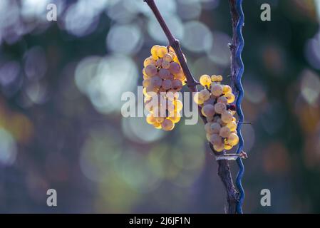 Raisins blancs accrochés à la végétation luxuriante avec un arrière-plan flou de vignoble. Le nom des raisins Irsai Oliver à la saison de récolte, Hongrie Banque D'Images