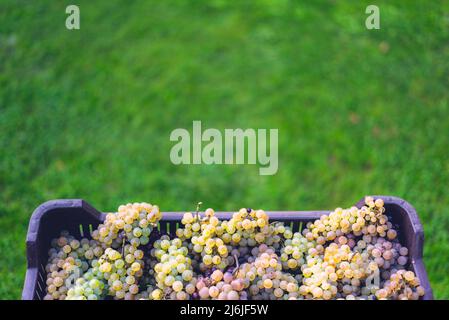 Caisses de raisins pendant la cueillette. Le nom de Riesling raisins de vigne dans la caisse à la saison de récolte, Hongrie Banque D'Images