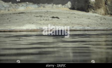 Un jeune phoque nage dans un lac. Le phoque tourbillonne dans la nature. Gros plan du veau de mer. Le Lion de mer nage et regarde hors de l'eau Banque D'Images