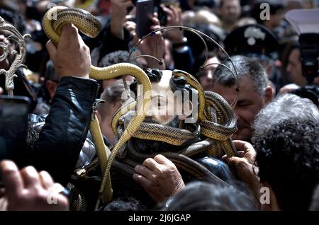 Cocullo, Italie, 01/05/2022, après deux années d'interruption due à la pandémie, la procession des serpents à Cocullo a lieu le 1 mai 2022.la statue de Saint Domenico à l'intérieur de l'église de Cocullo avant la procession.la fête des serpents. Processus dédié à la Saint-Dominique, dans les rues de Cocullo, dans la région des Abruzzes, en Italie, le 1 mai 2019. La procession de Saint Domenico à Cocullo, en Italie centrale. Chaque année, le premier mai, des serpents sont placés sur la statue de Saint Domenico, puis la statue est portée en procession à travers la ville. Saint Domenico est considéré comme le patr Banque D'Images