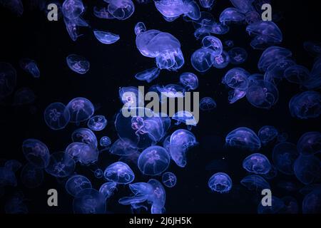 Belle réflexion de lumière sur méduse dans l'aquarium. Banque D'Images