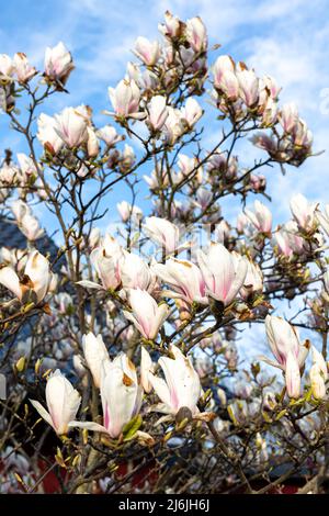 Branches de magnolia en fleurs, fleurs de magnolia sur un arbre. Banque D'Images