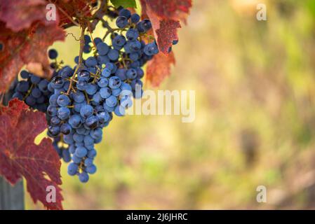 Raisin de vigne bleu dans le vignoble. Cabernet Franc raisin pour faire du vin rouge dans la récolte. Vue détaillée d'une vigne gelée dans un vignoble dans Banque D'Images