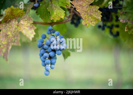 Raisin de vigne bleu dans le vignoble. Cabernet Franc raisin pour faire du vin rouge dans la récolte. Vue détaillée d'une vigne gelée dans un vignoble dans Banque D'Images