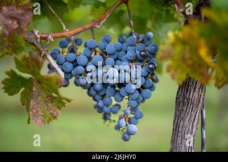 Raisin de vigne bleu dans le vignoble. Cabernet Franc raisin pour faire du vin rouge dans la récolte. Vue détaillée d'une vigne gelée dans un vignoble dans Banque D'Images